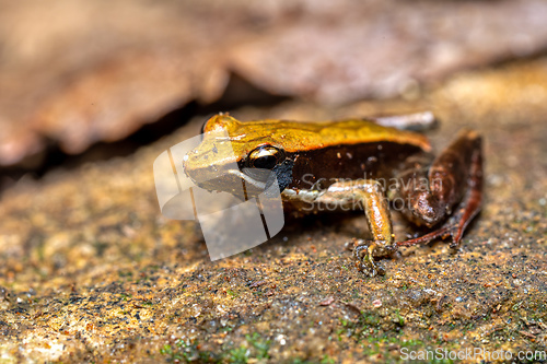 Image of Mantidactylus melanopleura, Andasibe-Mantadia National Park, Madagascar wildlife