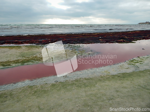 Image of Purple ice on the shore.