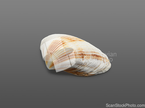 Image of Seashell on gray.