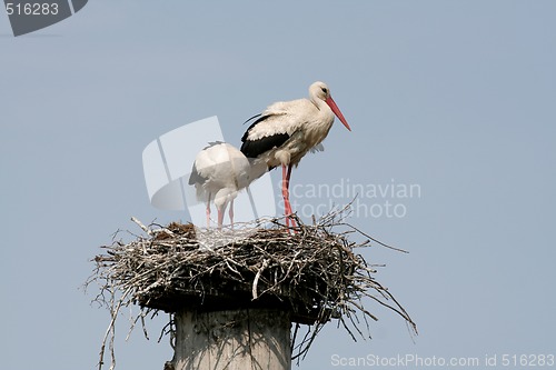 Image of Storks