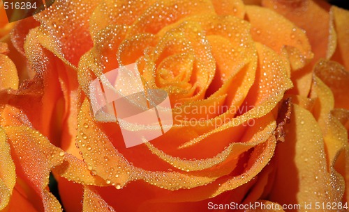 Image of Rose