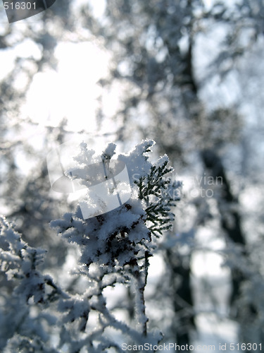 Image of Winter close-up