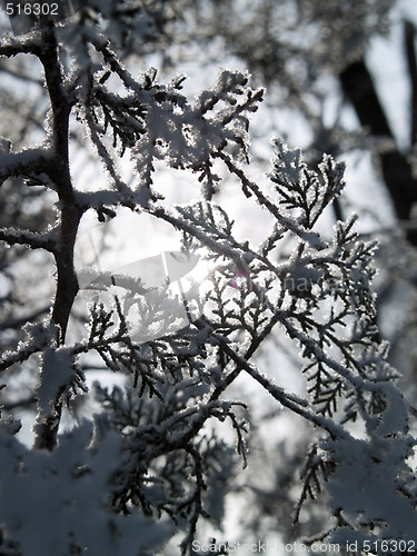 Image of Winter close-up