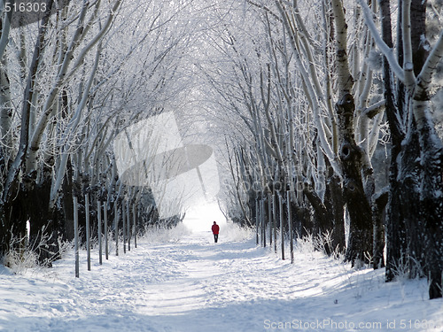 Image of Man walking forest lane in winter