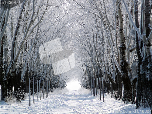 Image of Forest lane in winter