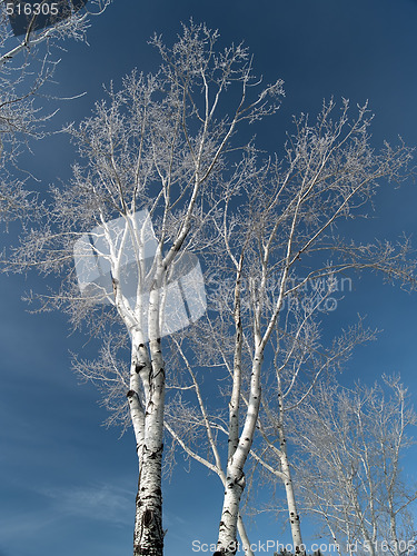 Image of Iced poplars