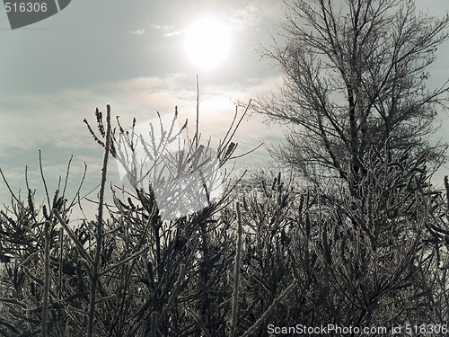 Image of Snowy bushes