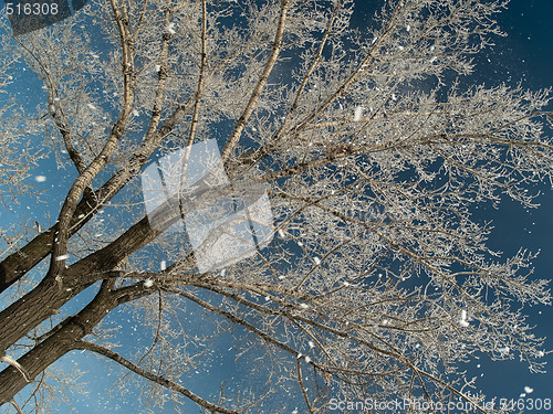 Image of Snowfall and tree