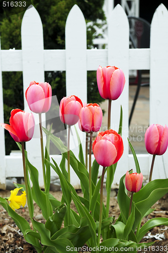 Image of Tulips in spring garden