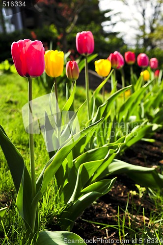 Image of Tulips in spring garden