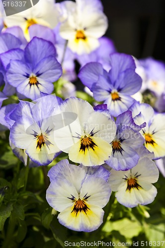 Image of Pansies