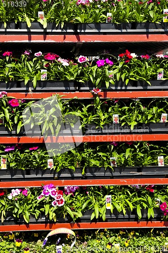 Image of Flowers for sale