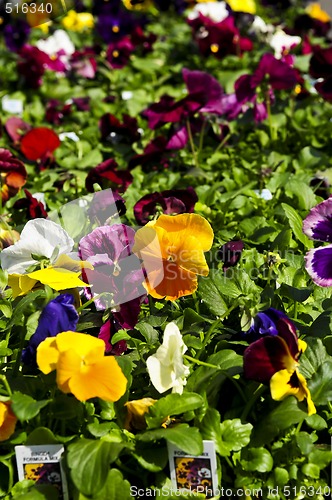 Image of Pansies for sale