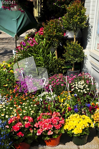 Image of Flower baskets for sale