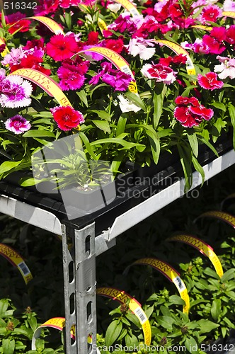 Image of Flowers for sale