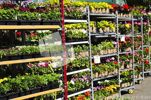 Image of Flowers for sale