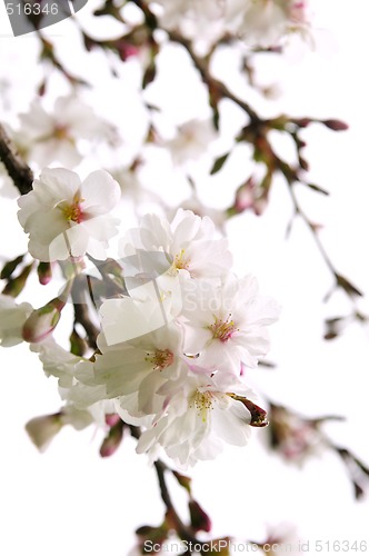 Image of Oriental cherry blossom
