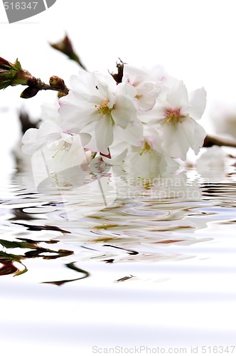 Image of Cherry blossom in water