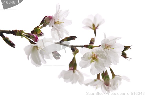 Image of Oriental cherry blossom