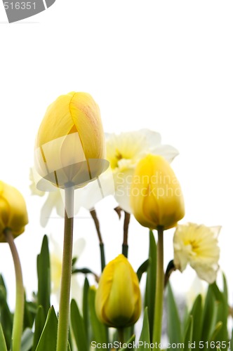 Image of Tulips and daffodils on white background