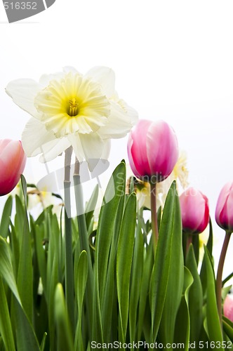 Image of Tulips and daffodils on white background