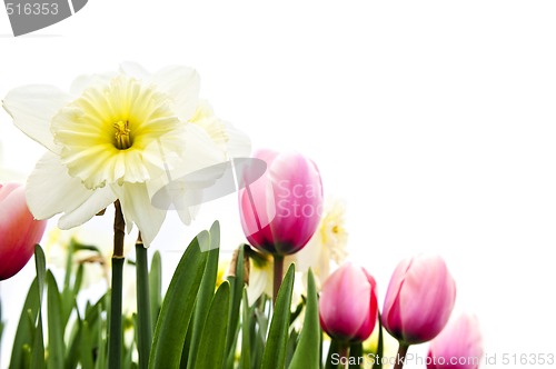 Image of Tulips and daffodils on white background