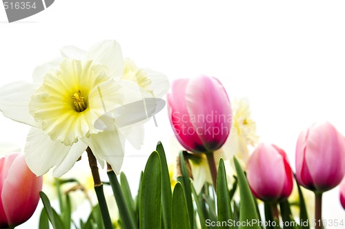 Image of Tulips and daffodils on white background