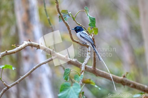 Image of Malagasy paradise flycatcher, Terpsiphone mutata, Kirindy forest Madagascar