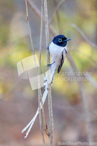 Image of Malagasy paradise flycatcher, Terpsiphone mutata, Kirindy forest Madagascar