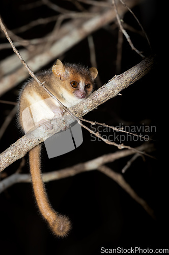 Image of Madame Berthe's mouse lemur, Microcebus berthae, Madagascar wildlife animal
