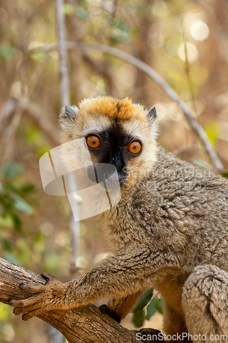 Image of Red-Fronted Lemur, Eulemur Rufifrons, Madagascar wildlife animal.