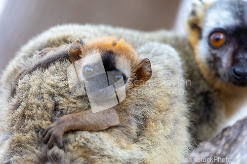 Image of Red-Fronted Lemur, Eulemur Rufifrons, Madagascar wildlife animal.