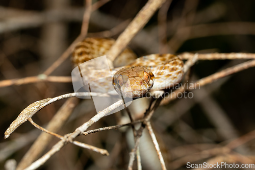 Image of Malagasy Cat-eyed Snake, Madagascarophis colubrinus, Kirindy Forest, Madagascar