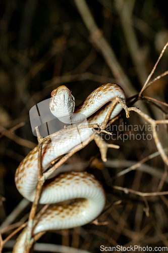 Image of Malagasy Cat-eyed Snake, Madagascarophis colubrinus, Kirindy Forest, Madagascar