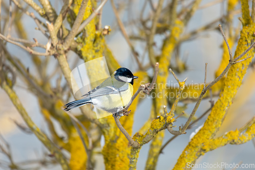 Image of Eurasian blue tit, Cyanistes caeruleus, in winter. Czech Republic wildlife