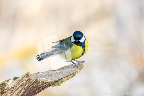 Image of Eurasian blue tit, Cyanistes caeruleus, in winter. Czech Republic wildlife