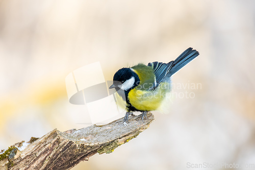 Image of Eurasian blue tit, Cyanistes caeruleus, in winter. Czech Republic wildlife