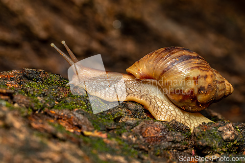 Image of Giant African Land Snail (Achatina fulica), Tsingy de Bemaraha, Madagascar wildlife