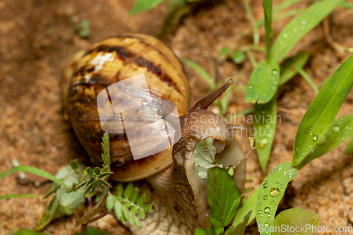 Image of Giant African Land Snail (Achatina fulica), Tsingy de Bemaraha, Madagascar wildlife