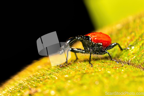 Image of Female of Giraffe Weevil, Trachelophorus Giraffa, Ranomafana, Madagascar