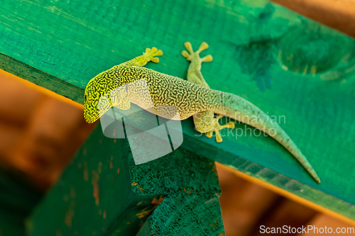 Image of Standing's day gecko, Phelsuma standingi, Zombitse-Vohibasia, Madagascar