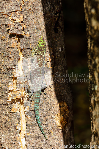 Image of Standing's day gecko, Phelsuma standingi, Zombitse-Vohibasia, Madagascar