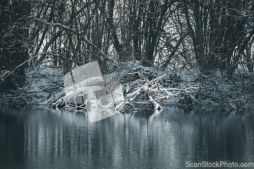 Image of grey Heron, Ardea cinerea, Winter pond landscape, Czech Republic