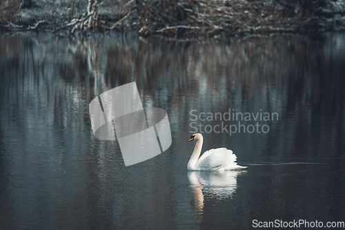 Image of Wild bird mute swan, Cygnus olor, in winter on pond. Czech Republic wildlife