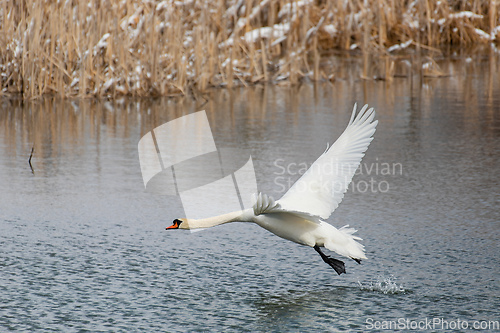 Image of Wild bird mute swan, Cygnus olor, in winter on pond. Czech Republic wildlife