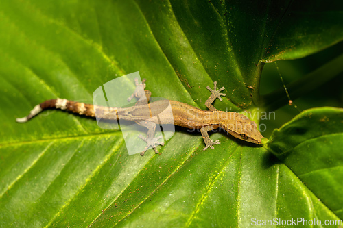 Image of Madagascar Clawless Gecko, Ebenavia inunguis, Ranomafana National Park, Madagascar wildlife