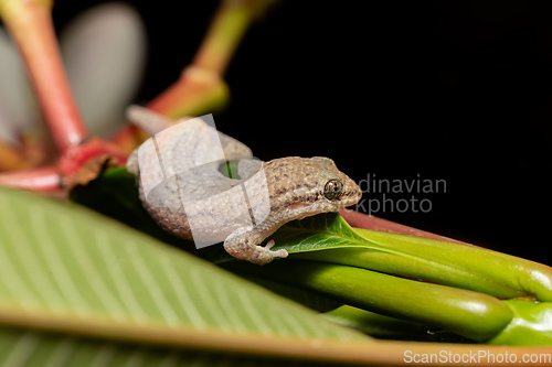 Image of Grandidier's gecko, Geckolepis typica, Kivalo Morondava Madagascar wildlife