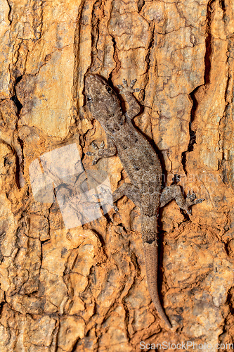 Image of Hemidactylus mercatorius, Tsingy de Bemaraha, Madagascar wildlife