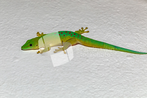 Image of Koch's Day Gecko, Phelsuma kochi, Tsingy de Bemaraha Madagascar wildlife