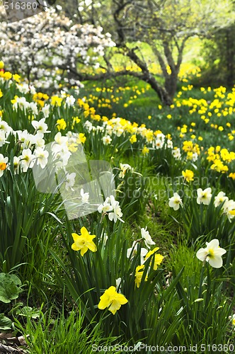 Image of Blooming daffodils in spring park